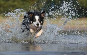 working dog is running through the water as a part of his daily exercise