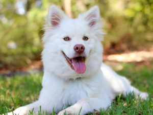 white dog laying on grass