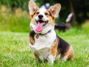a beautiful pembroke welsh corgi waiting to be fed by connolly's red mills go native high quality dog food