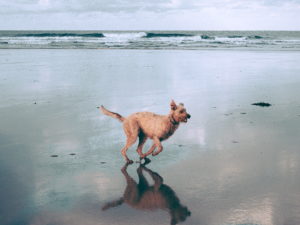 the dog exercise at the beach