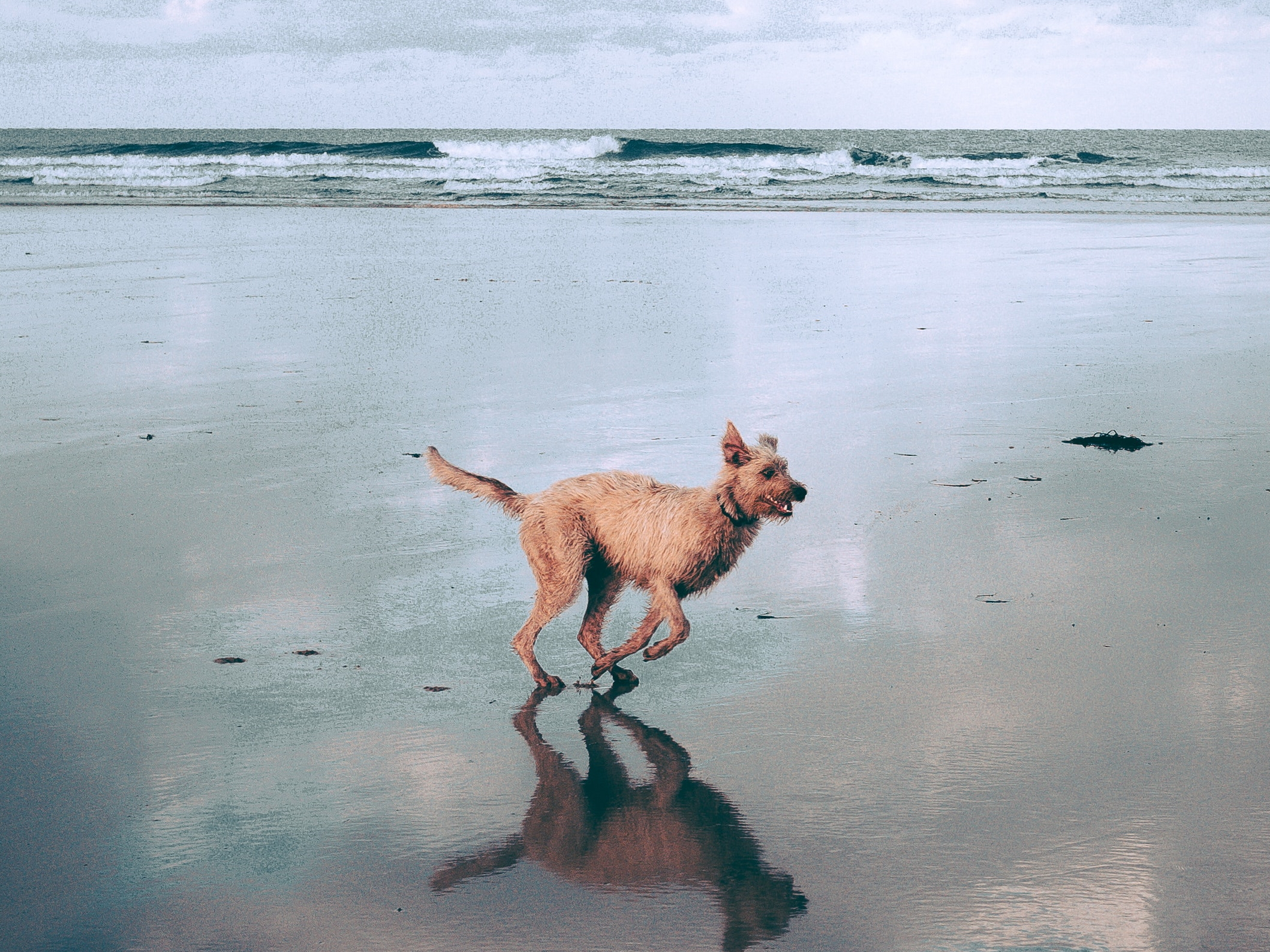 average yearly vet bills for a dog