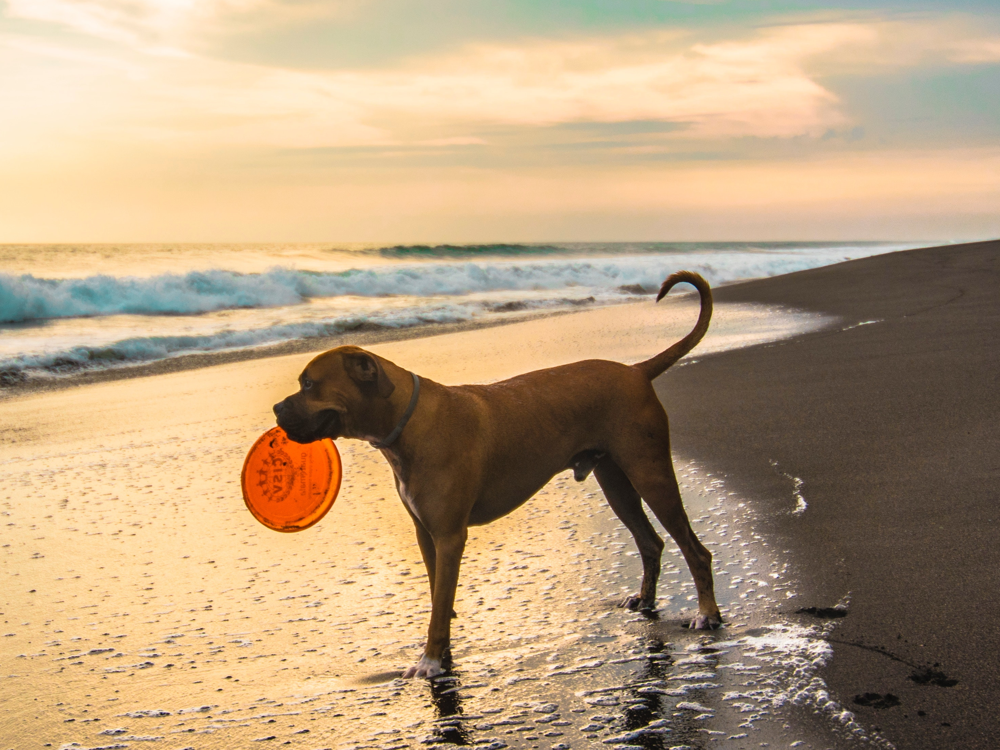 Is It Best To Feed Dog Before Or After Walk