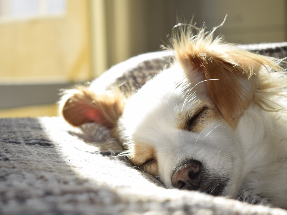 separation anxiety in dogs
