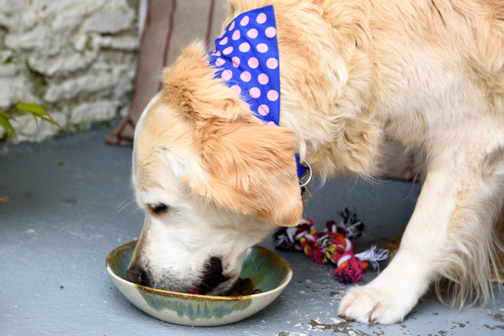 How to Help Stop Food Aggression in Dogs