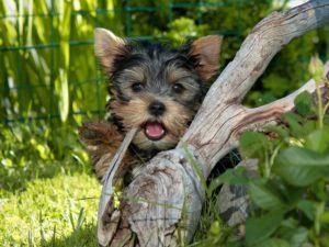 small black and brown puppy