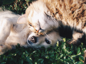 cat and dog friends lying on grass