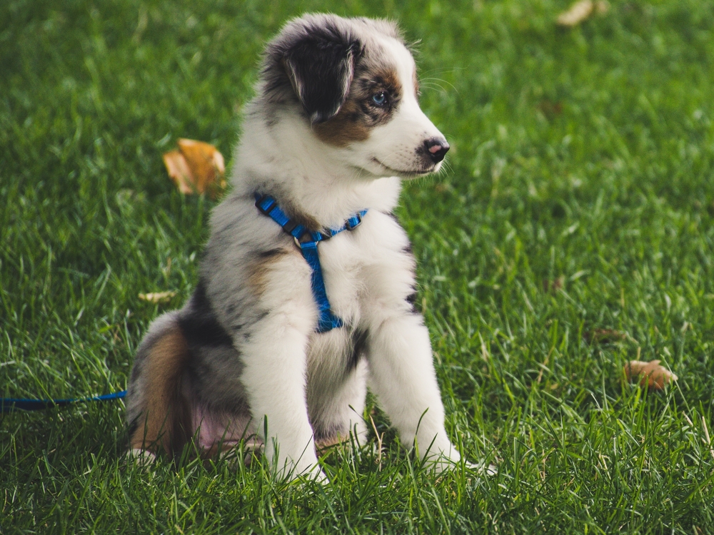 puppy