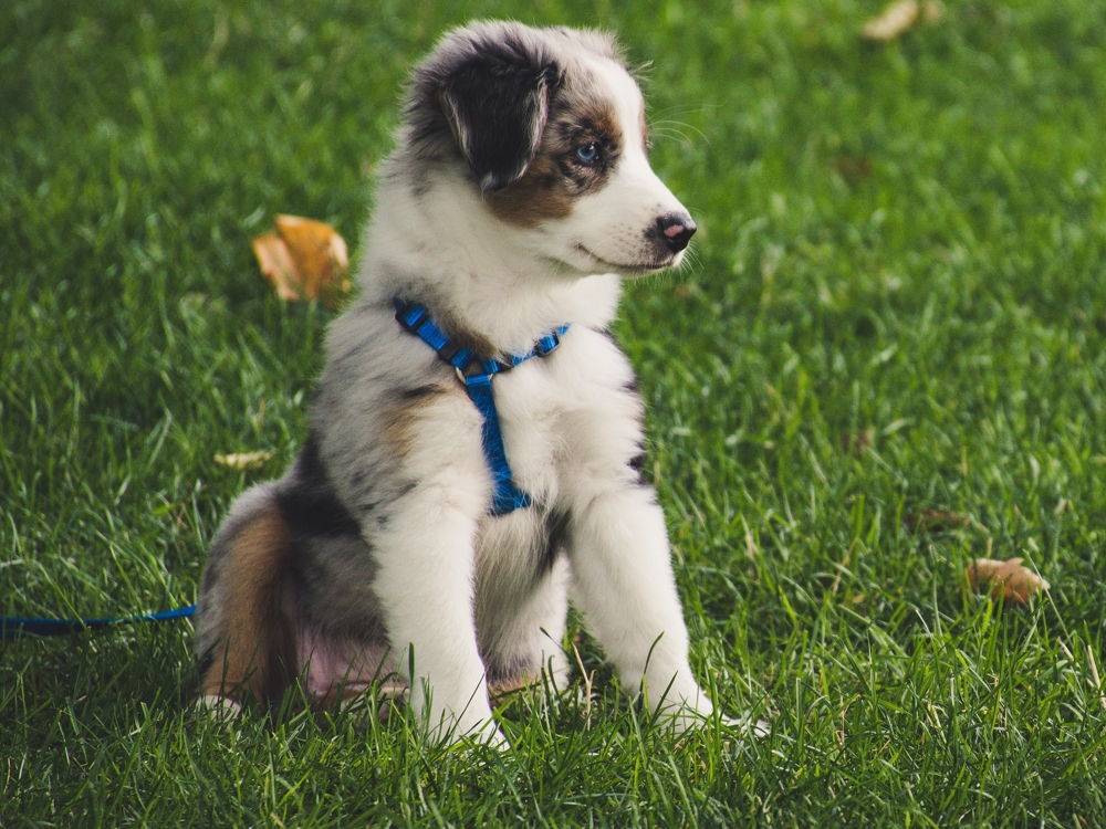 should i wet my puppy's dry food