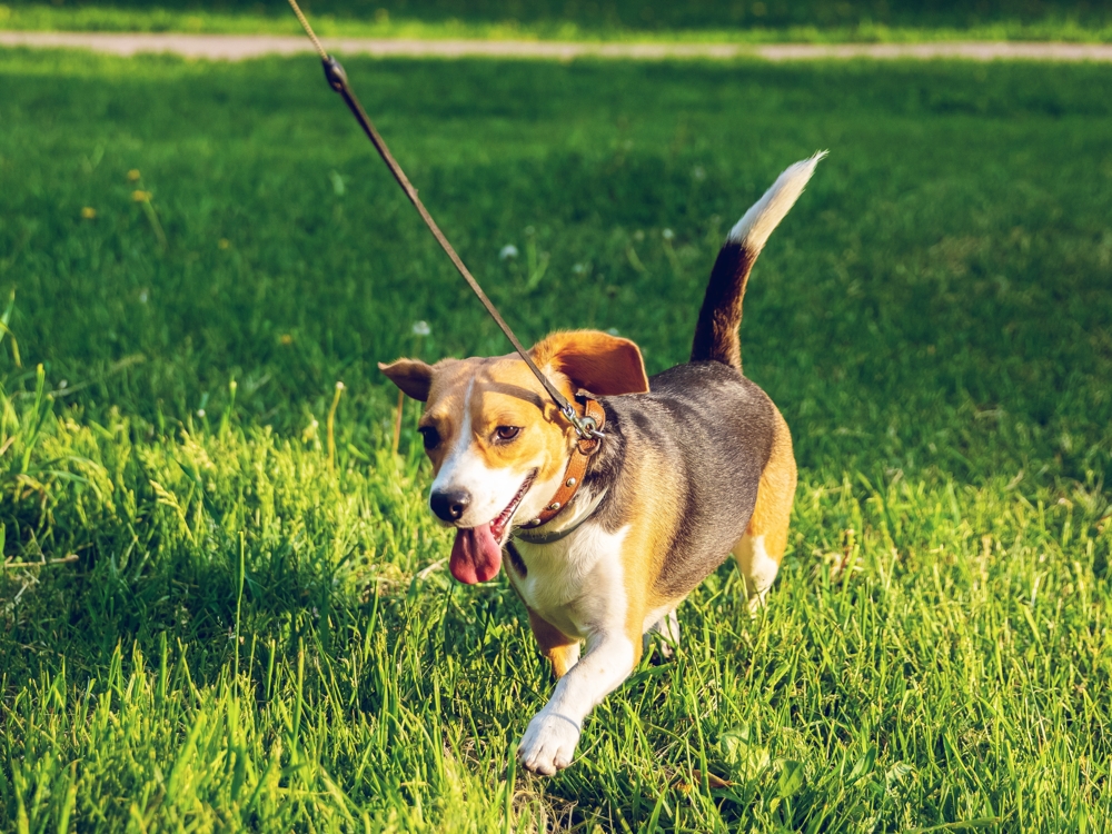 dog walking