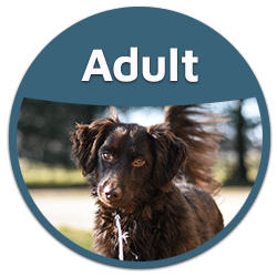 blog adult dog food button badge