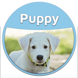 blog puppy dog food button badge BEST FOOD for puppies