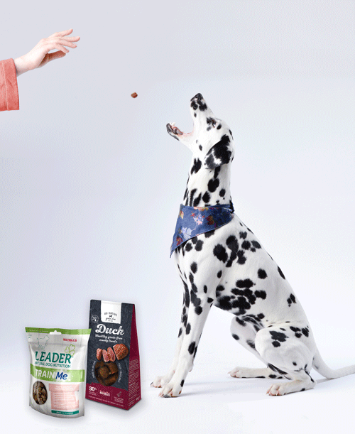 dalmatian dog in training red mills go native and leader treats