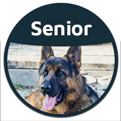 blog senior dog food button badge
