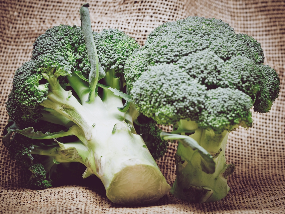 Can-dogs-eat-broccoli