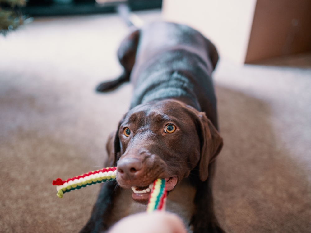 dog-playing-with-rope
