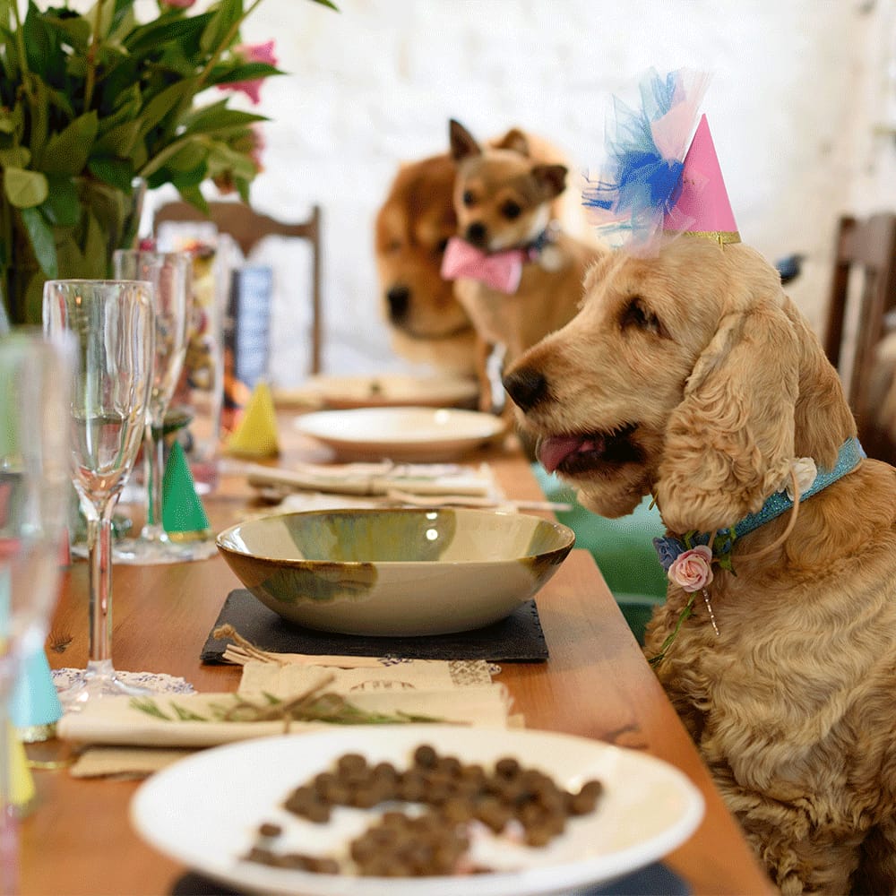 does my dog need vitamins and minerals?