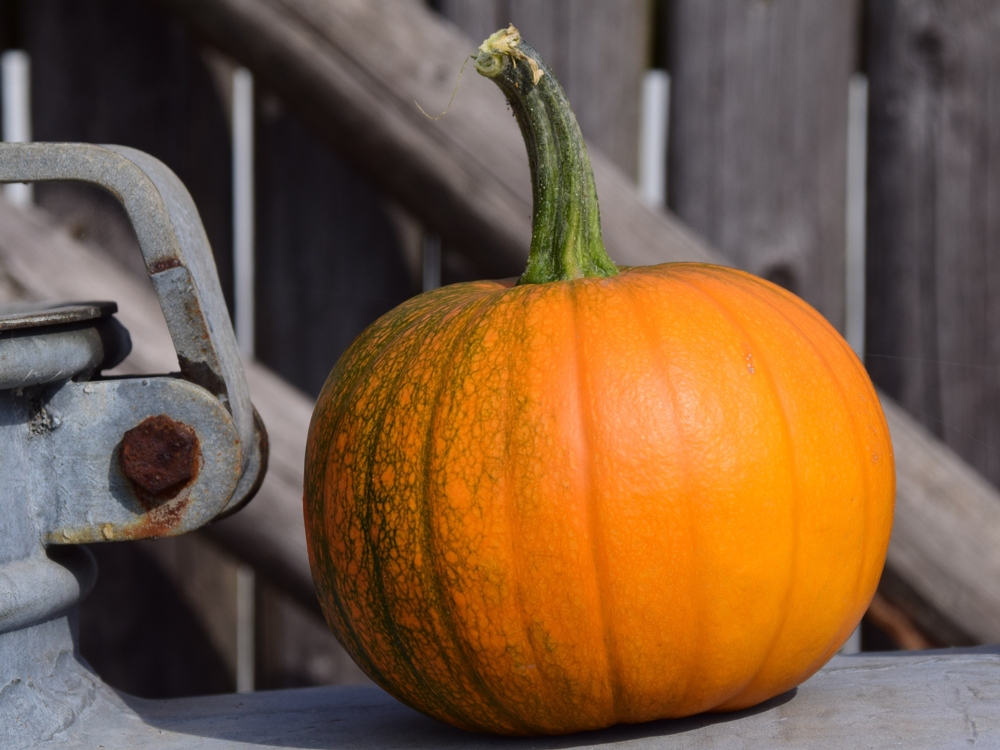 can-dogs-eat-pumpkin