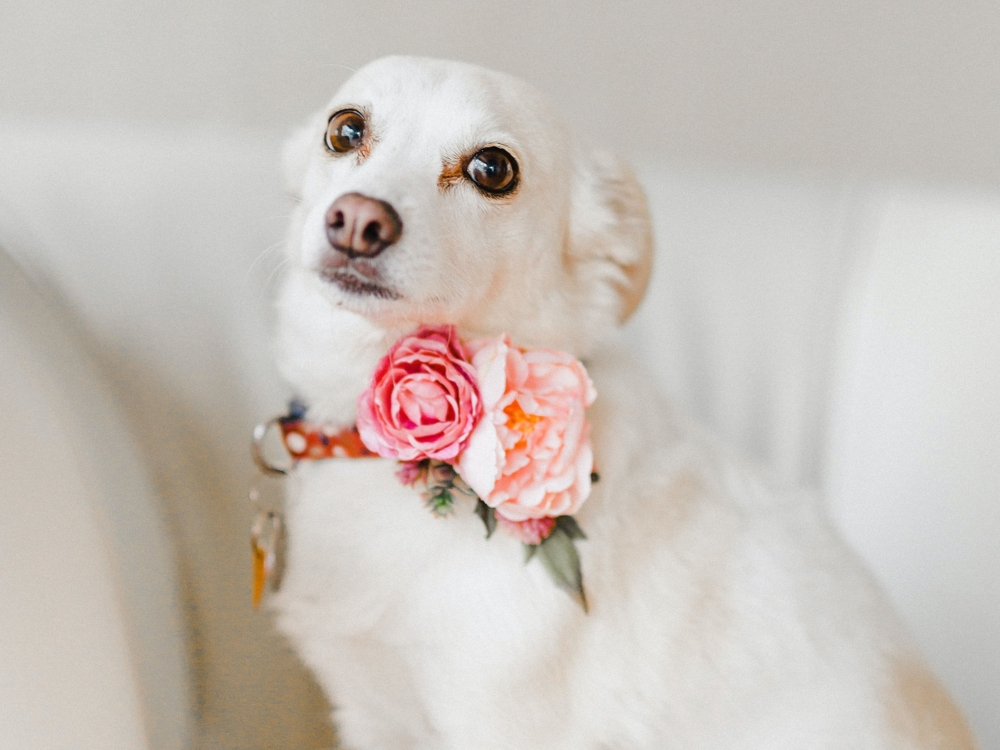 tear stains in dogs