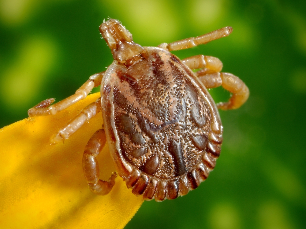 how to remove a tick from my dog