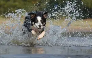 working dog is running through the water as a part of his daily exercise