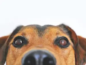 Brown and black dog staring at something