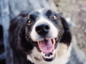 a black and white puppy doesn't want to eat his food but he is waiting for his red mills go native treats