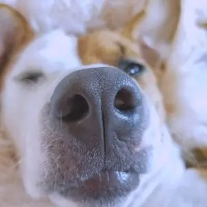 wet dog's nose