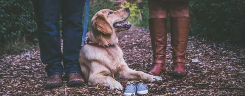 Golden retriever dog with his human friends