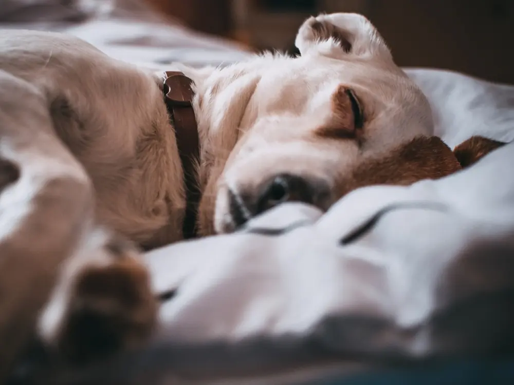 dog sleeping