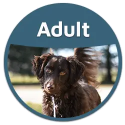 blog adult dog food button badge