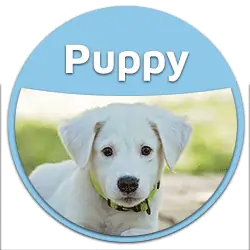 blog puppy dog food button badge BEST FOOD for puppies