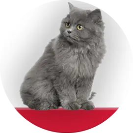 Cat Food