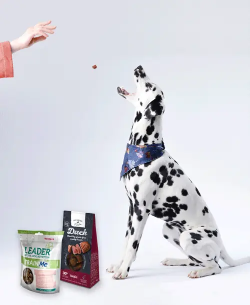 dalmatian dog in training red mills go native and leader treats