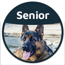 blog senior dog food button badge