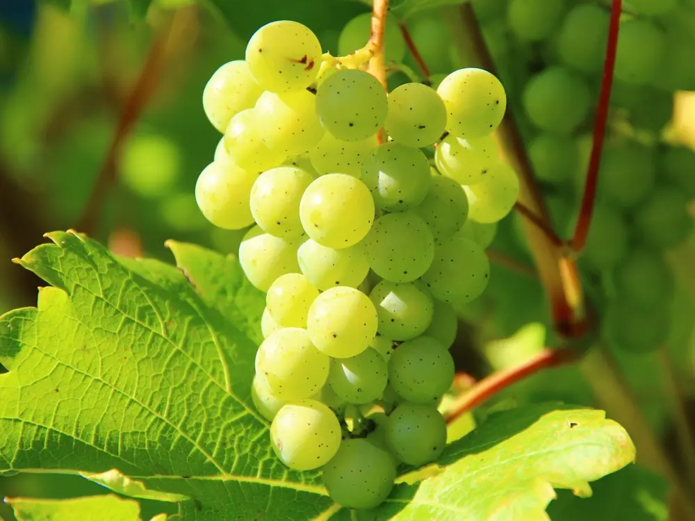 are-grapes-poisonous-to-dogs