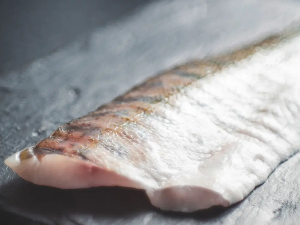 can-dogs-eat-fish
