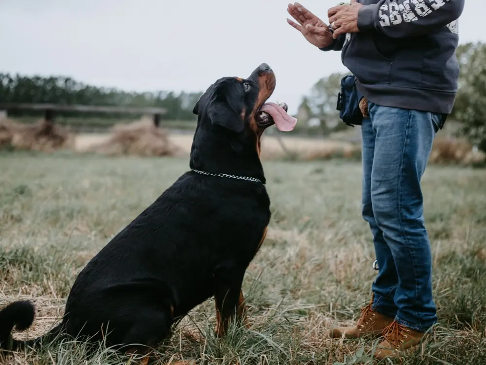 How Many Treats Should a Dog Have in a Day